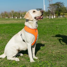 Truelove Puppy Cat Pet Dog Harness Breathable Mesh Nylon Dog Harness Strap Soft Walk Vest Collar For Small Medium Dog 8color 6